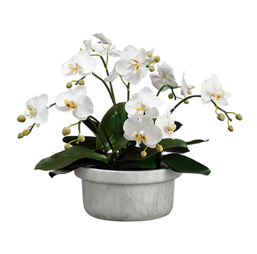 Sil Orchid Planter