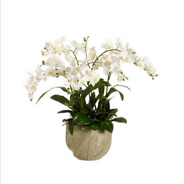 Orchid In Ceramic Pot