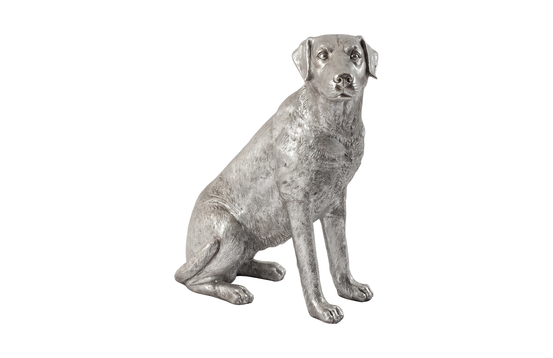 Silver Labrador Dog