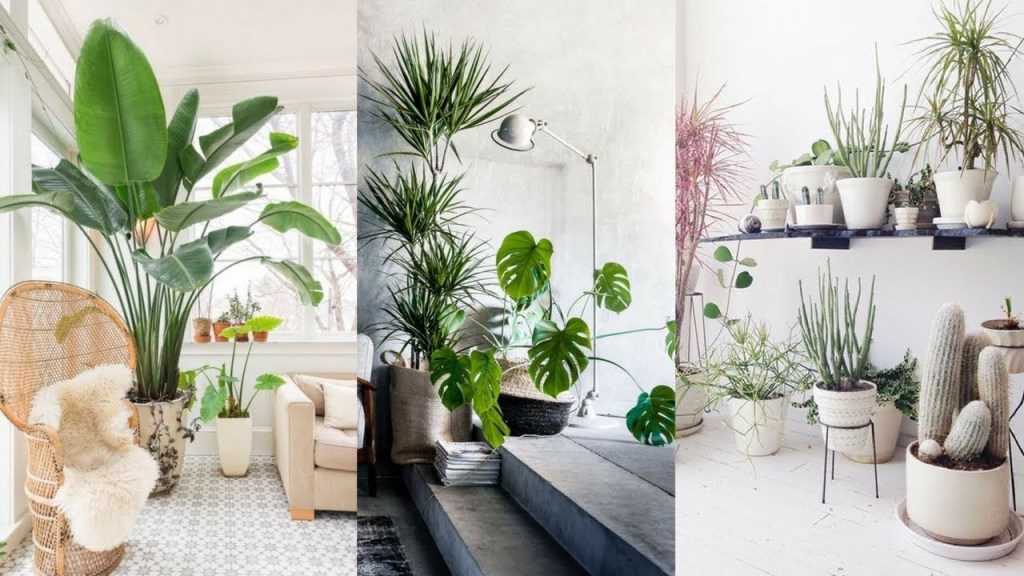 How To Pair Plants With Your Living Room Decor! Santa barbara design center -
